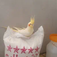 عروس هلندی ماده جوان