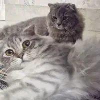 گربه اسکاتیش