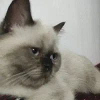 گربه هیمالین|گربه|درگز, |دیوار