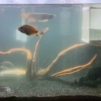 آکواریوم مانستر ریملس