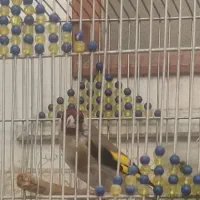 سهره سر سیاه دهن زن|پرنده|شیراز, شهرک مطهری|دیوار