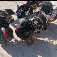 جوجه بوقلمون برنز|حیوانات مزرعه|گرگان, |دیوار