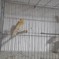 قناری ابلغ وزیتونی|پرنده|داراب, |دیوار