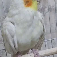 عذوس هلندی ماده چشم شرابی سالم اهلی