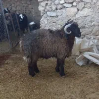 بره قوچی تر و تمیز