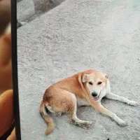 سگ نر گمشده سمت بن جعفر.