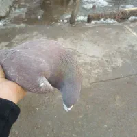 کبوترهای پرشی|پرنده|سراب, |دیوار