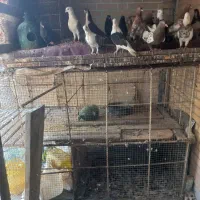 قفس پرنده