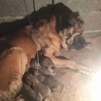 سگ سرابی اصیل درجه یک|سگ|رباطکریم, رباطکریم|دیوار