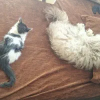 واگذاری پیشی|گربه|تهران, جوادیه تهرانپارس|دیوار