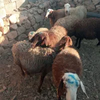 میش و بره|حیوانات مزرعه|کرمانشاه, |دیوار