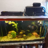 آکواریوم با تمام وسایل|ماهی|اصفهان, شفق|دیوار