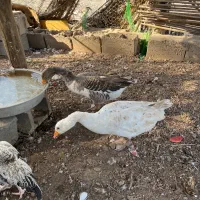 غاز|حیوانات مزرعه|بندرعباس, |دیوار