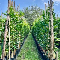 فروش انواع نهال مرکبات