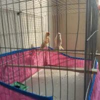 قناری موزاییکی|پرنده|فولادشهر, مسکن مهر فولادشهر|دیوار