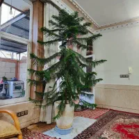 کاج مطبق|گل و گیاه طبیعی|اصفهان, ارغوانیه|دیوار