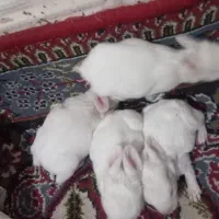 حیوان خانگی