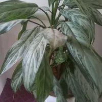 گل اپارتمانی