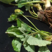 نهال توت فرنگی کاماروس|گل و گیاه طبیعی|خان ببین, |دیوار