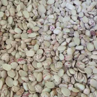 لوبیا چیتی دولپه به شرط