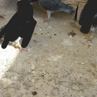 نرجان اردن|پرنده|زهک, |دیوار