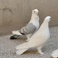 یه جفت بلژیکی جوون