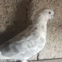 کفتر|پرنده|شاهرود, |دیوار