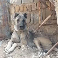 نرو ماده سراب