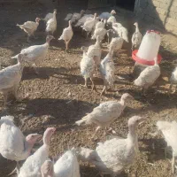 بوقلمون|حیوانات مزرعه|داراب, |دیوار