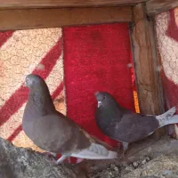 کبوتر پرشی سرخ