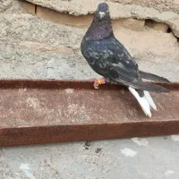 کفتر