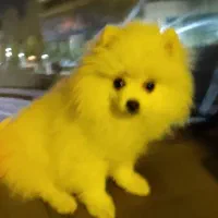 سگ پامرین خرسی