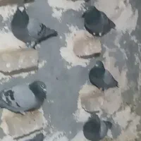 پلاکی|پرنده|بروجرد, |دیوار