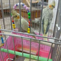 پرنده.عروس هلندی