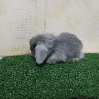 خرگوش لوپ هلندی اصیل و بازیگوش|موش و خرگوش|ساری, |دیوار