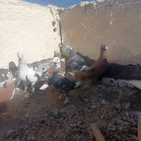 سرخ شامی|پرنده|میرجاوه, |دیوار