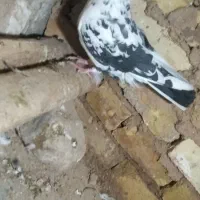 کبوتر سوسگی