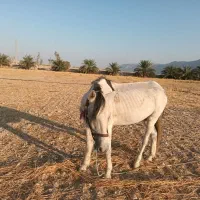 اسب|اسب و تجهیزات اسبسواری|خنج, |دیوار