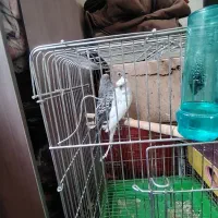 مرغ عشق مولد|پرنده|اصفهان, کوجان|دیوار