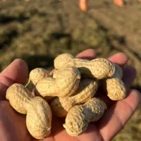 استخدام خانم آقا کارگاه بادام زمینی