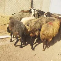 گوسفند میش|حیوانات مزرعه|هشتگرد, هشتگرد قدیم|دیوار