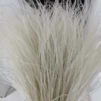گل خشک طبیعی ریش بابا