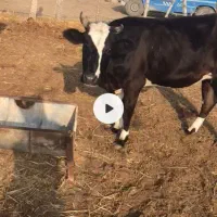 فروش گوسفند و گاو وبزبصورت یکجا