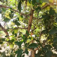 هرس سبزانگور. پیوند. سم پاشی. علف زنی