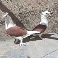 یک جفت پشت سرخ