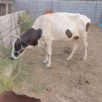 گاو