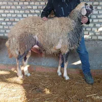 قوچ و بره قوچ