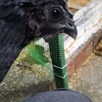 ۳عددمرغ آیام سمانی