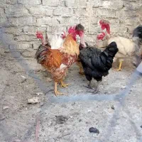مرغ و خروس محلی تخم گذار