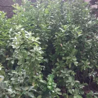 پالم ، یوکا ، شمشاد|خدمات باغبانی و درختکاری|کلاچای, |دیوار